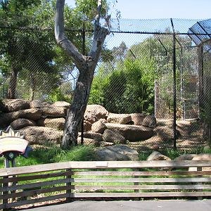 Lions Lair - African Lion Exhibit