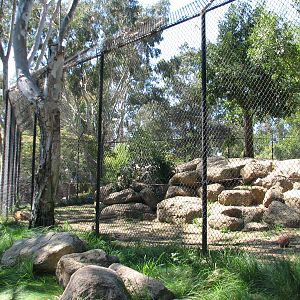 Lions Lair - African Lion Exhibit