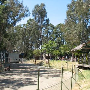 Nairobis Giraffe Encounter