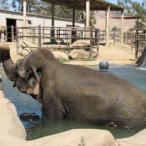 Elephant Encounter - Asian Elephant