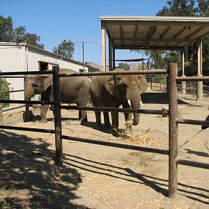 Elephant Encounter - Exhibit