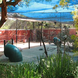 Tavas Jungleland - Lorikeet Aviary
