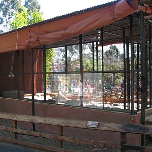 Tavas Jungleland - Fennec Exhibit