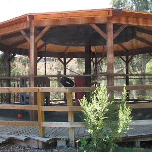 Tavas Jungleland - White-nosed Coati Exhibit