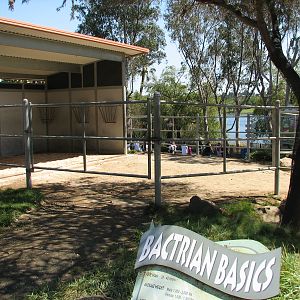 Tavas Jungleland - Dromedary and Bactrian Camels Exhibit
