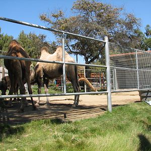 Tavas Jungleland - Dromedary and Bactrian Camels Exhibit