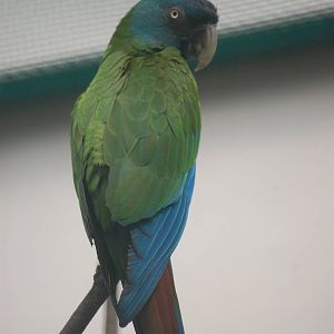 Blue Headed Macaw
