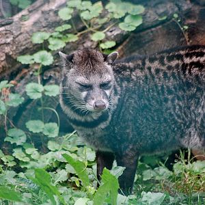 Malay Civet