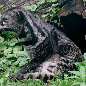 Malay Civet