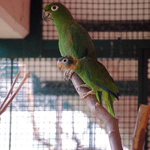 Yellow Billed Amazon