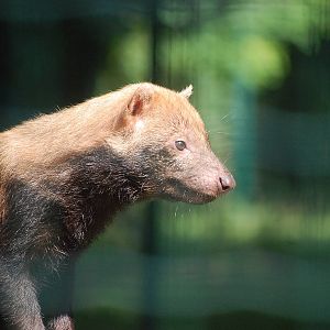 Bush Dog