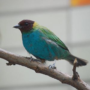Bay Headed Tanager
