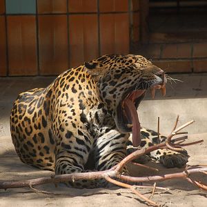 Jaguar