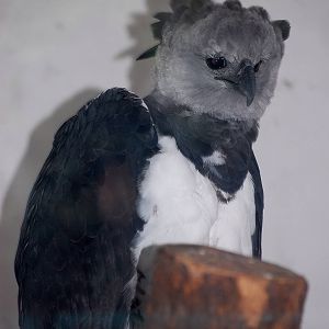 Harpy Eagle
