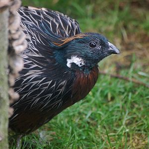 Koklass Pheasant