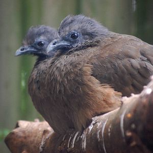 West Mexican Chachalaca