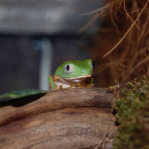 Tiger Legged Leaf Frog
