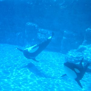 ORCA..underwater view