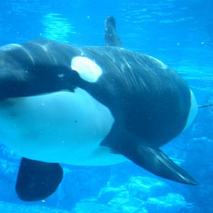 ORCA..close up!!