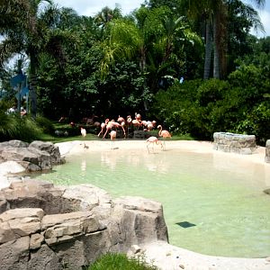 New Flamingo enclosure