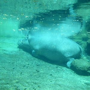 Hippo resting underwater