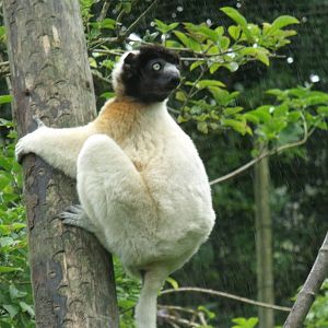 Crowned Sifaka