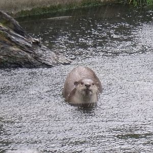 Smooth-coated Otters