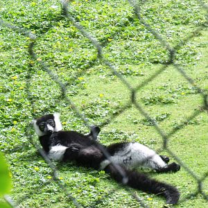 Black and White ruffed Lemur