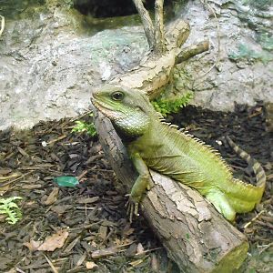 Chinese Water Dragon