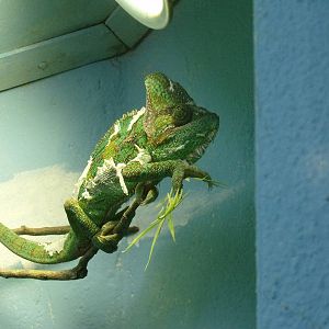 Veiled Chameleon