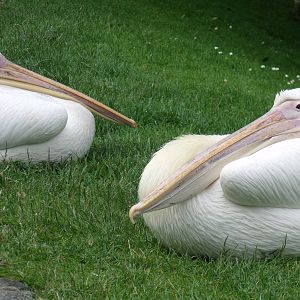Great White Pelicans