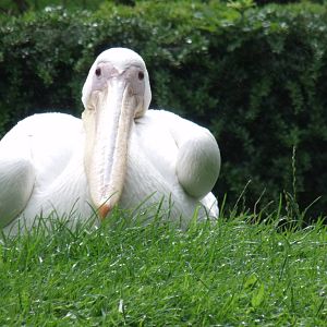 Great White Pelican