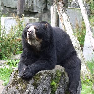 Spectacled Bear