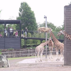Giraffe Paddock and new viewing platform