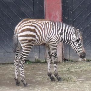 Izzy the new baby Grant's Zebra