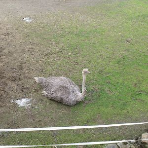 Female Ostrich from viewing platform