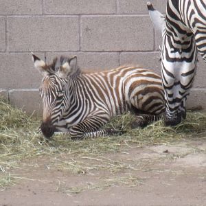 Izzy the new baby Grant's Zebra