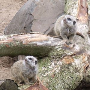 Baby Meerkats
