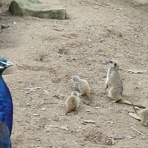 Meerkat family and Peacock