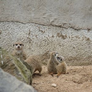 Meerkat family