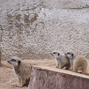 Meerkat family