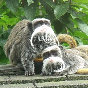 Emperor Tamarins