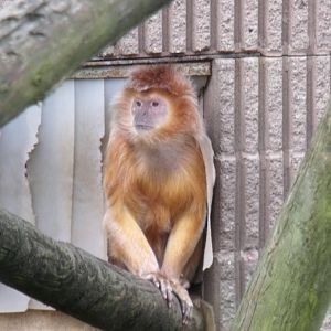 Javen Brown Langur