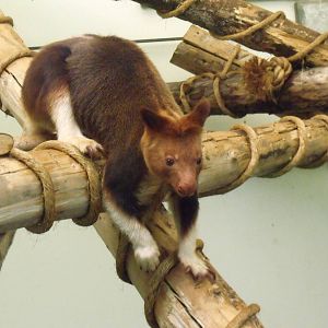Goodfellows Tree Kangaroo