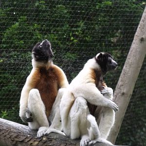 Crowned Sifaka