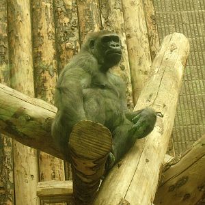 Western Lowland Gorilla