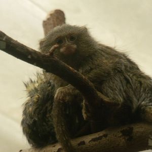 Pygmy Marmoset