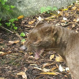 Fossa sits on a hedgehog :)