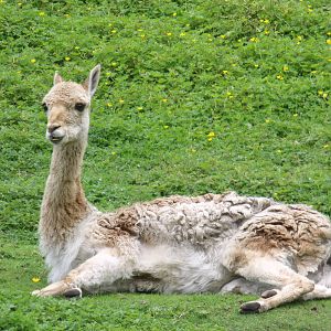 Vicuna