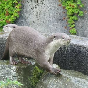 Smooth-coated Otters